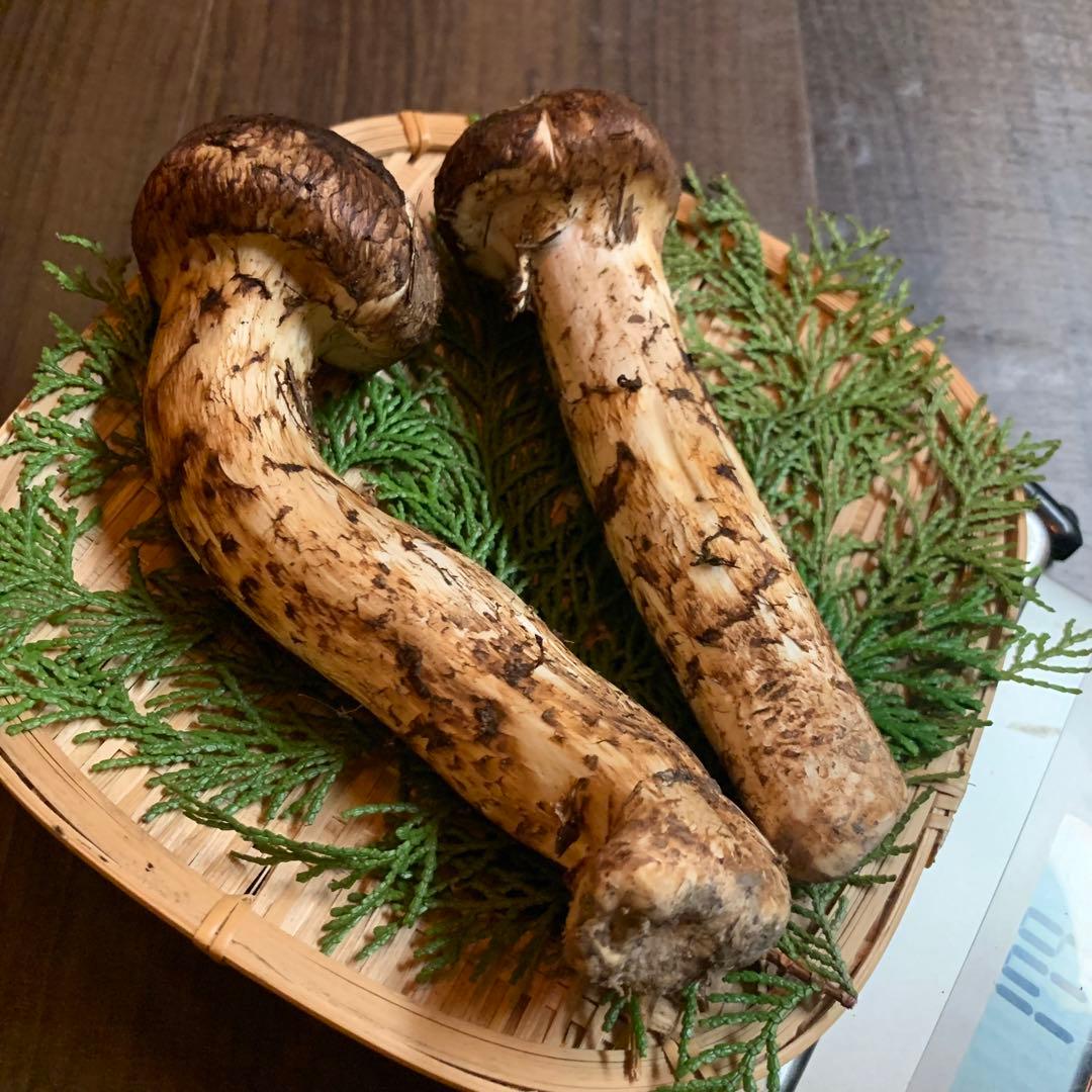 ②【岩手県産天然松茸】収穫最終　国産本場　つぼみ採れたて　産地直送179g 良質