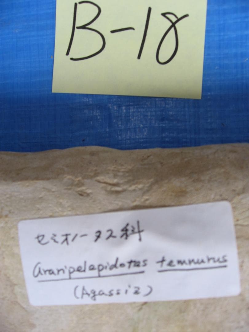 化石　B-18