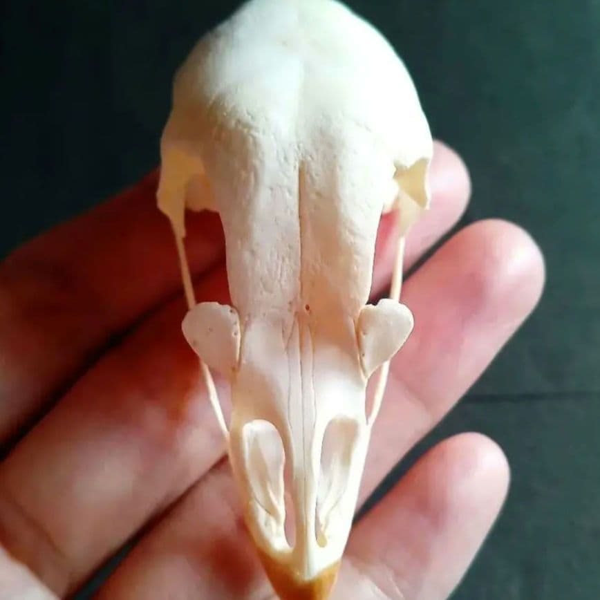 鳥類　骨格　頭骨　標本　ニワトリ　スカル　美麗