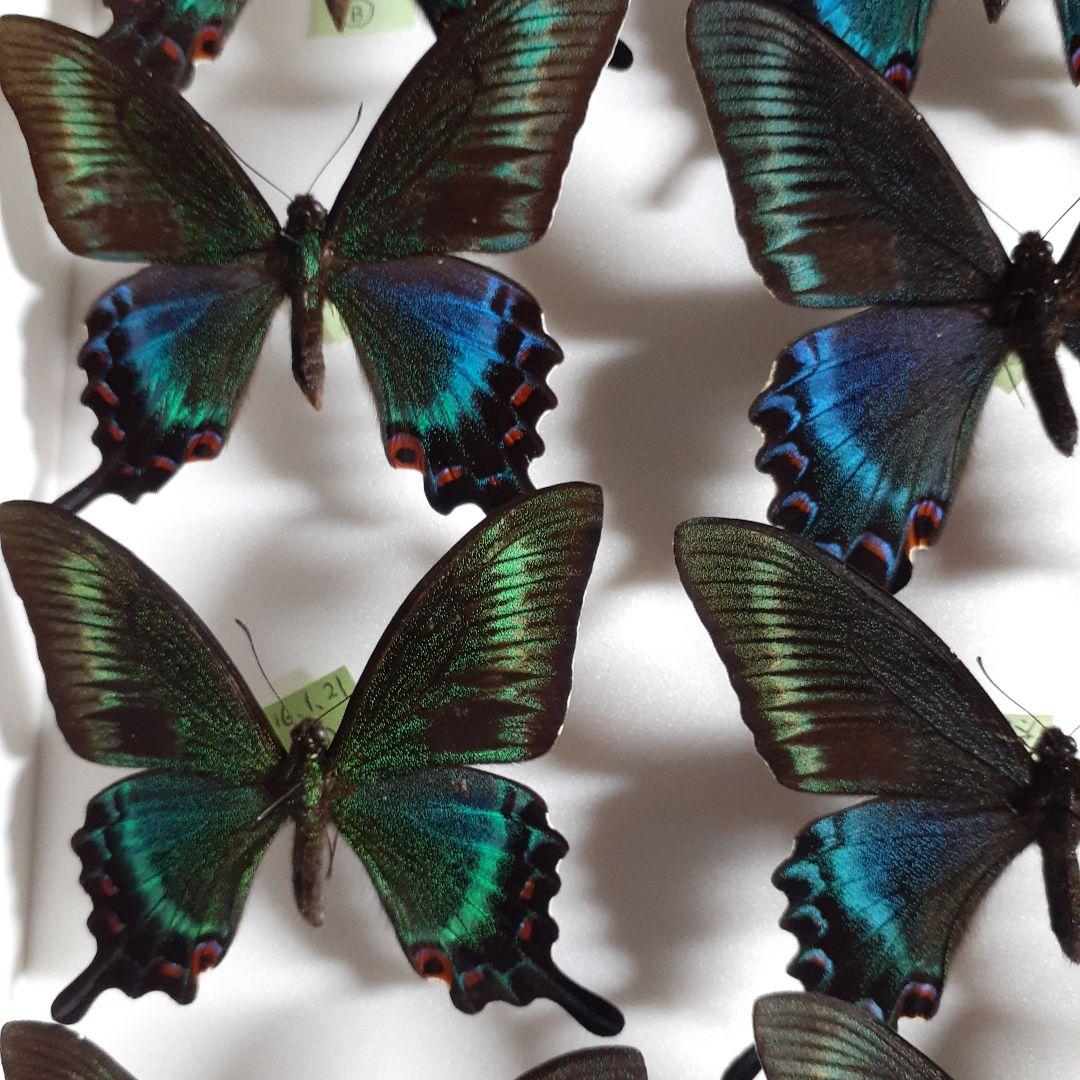 蝶標本　ミヤマカラスアゲハ(春型夏型　♂️♀53頭)大型ドイツ標本箱二箱入り