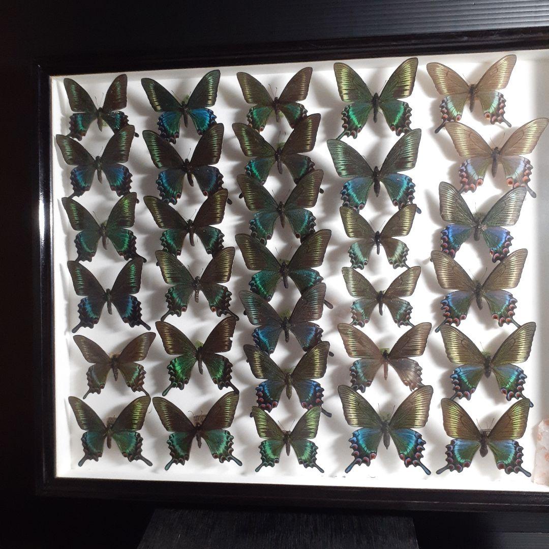 蝶標本　ミヤマカラスアゲハ(春型夏型　♂️♀53頭)大型ドイツ標本箱二箱入り
