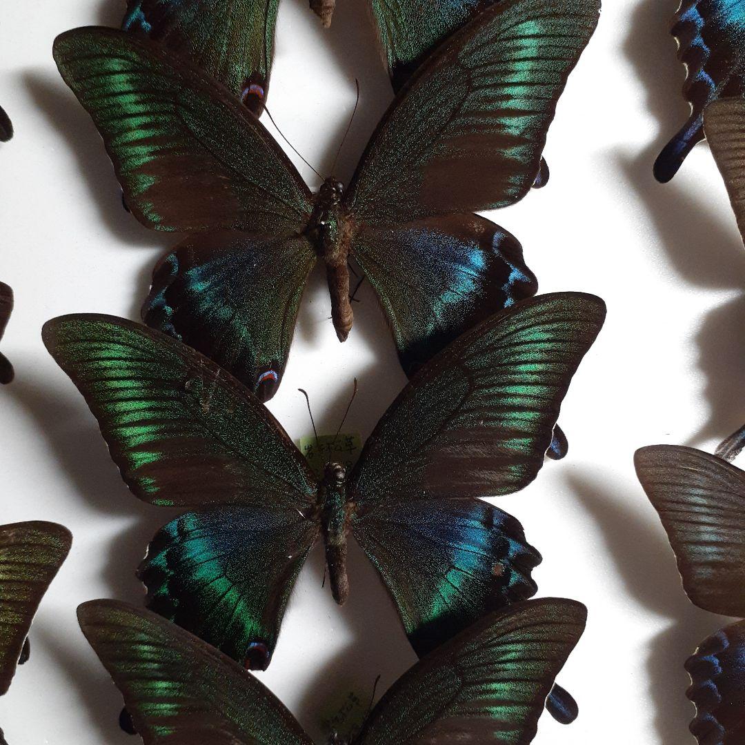 蝶標本　ミヤマカラスアゲハ(春型夏型　♂️♀53頭)大型ドイツ標本箱二箱入り