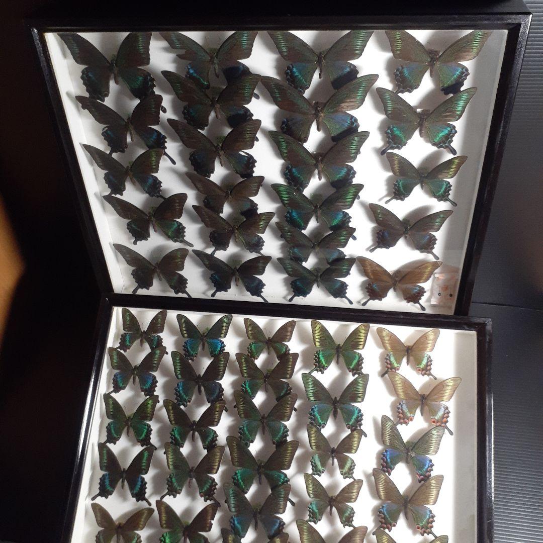 蝶標本　ミヤマカラスアゲハ(春型夏型　♂️♀53頭)大型ドイツ標本箱二箱入り