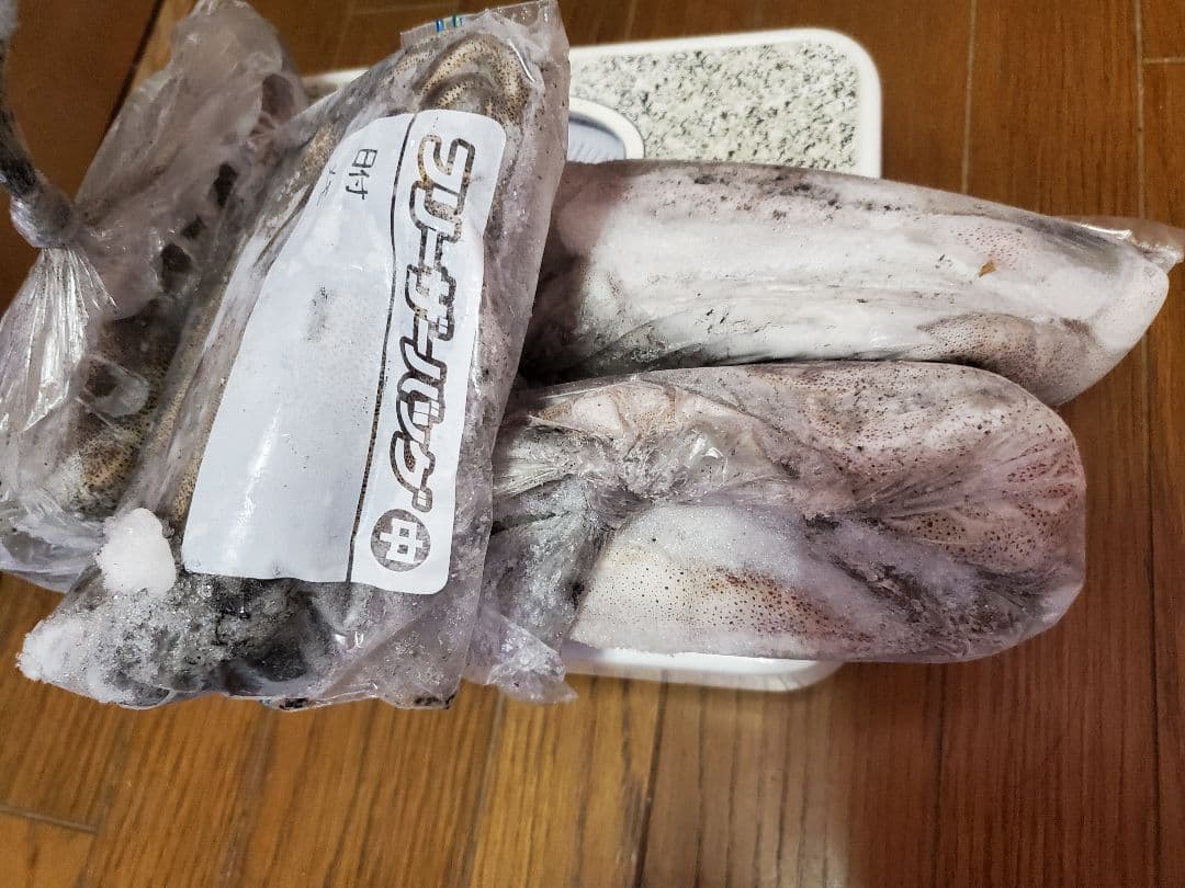 冷凍アオリイカ 約4キロ