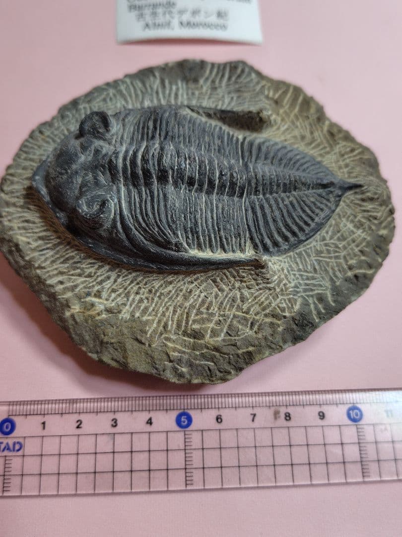 三葉虫化石セット