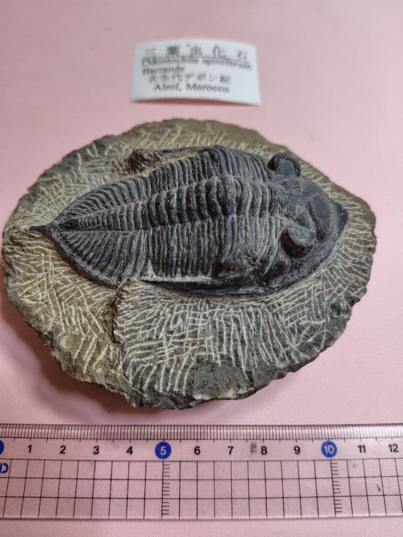 三葉虫化石セット