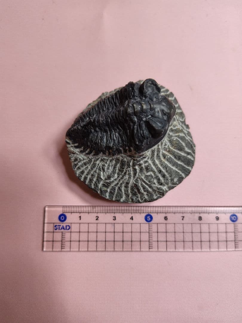 三葉虫化石セット