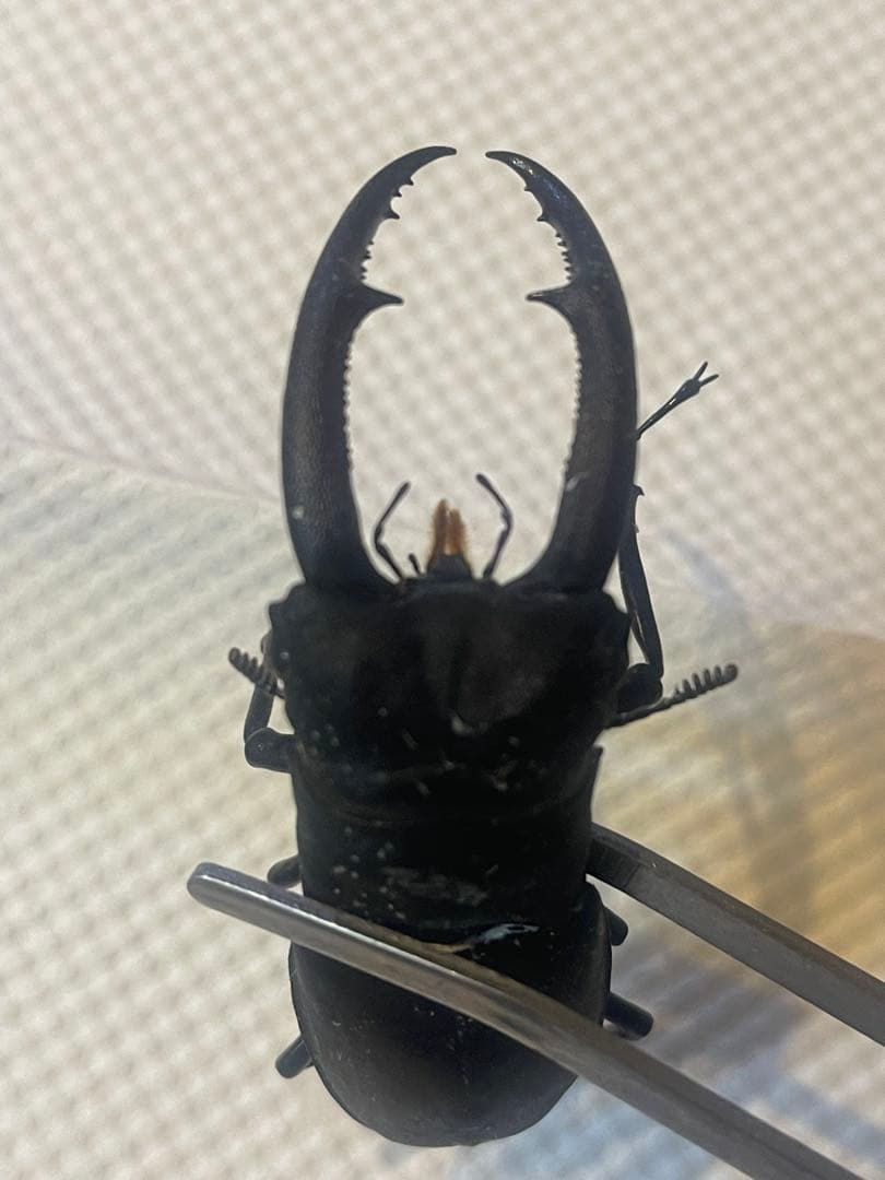 超希少　マンディブラリス ×リノケロス　ハイブリッド　交雑種　標本　約78㎜