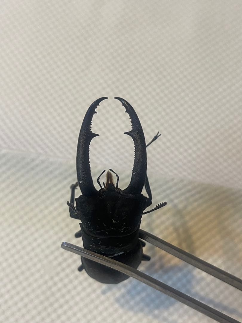 超希少　マンディブラリス ×リノケロス　ハイブリッド　交雑種　標本　約78㎜