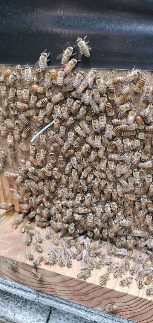 8/6採蜜、日本蜜蜂の巣蜜(お好みの量で出品可能)