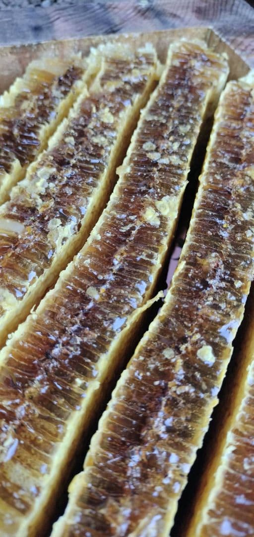 8/6採蜜、日本蜜蜂の巣蜜(お好みの量で出品可能)