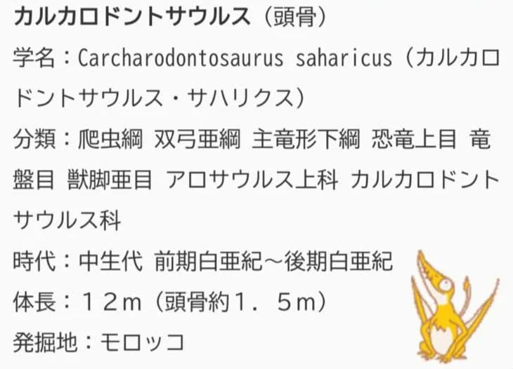 アロサウルス上科　カルカロドントサウルス　特大　歯化石　美麗標本