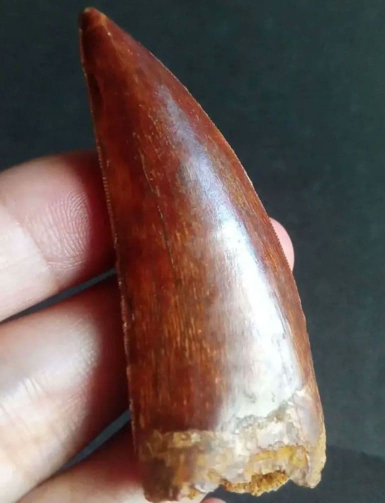 アロサウルス上科　カルカロドントサウルス　特大　歯化石　美麗標本