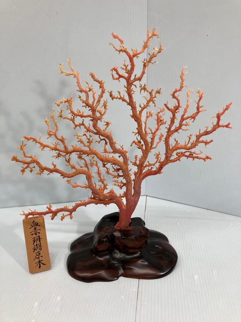 【血赤珊瑚原木】希少！＊血珊瑚＊天然 原木 サンゴ オブジェ 手渡し推奨