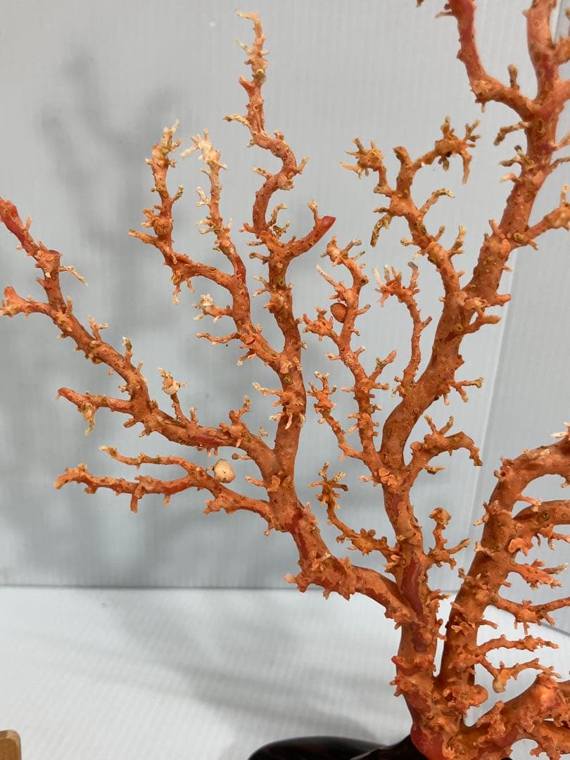 【血赤珊瑚原木】希少！＊血珊瑚＊天然 原木 サンゴ オブジェ 手渡し推奨