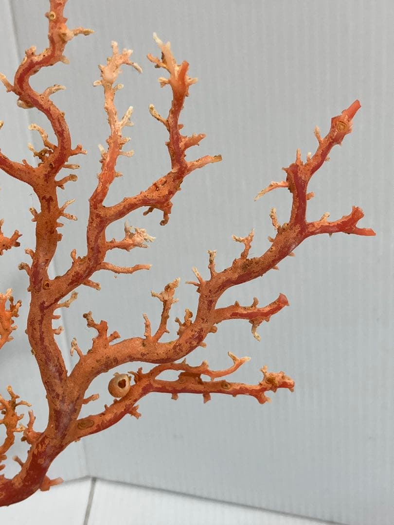 【血赤珊瑚原木】希少！＊血珊瑚＊天然 原木 サンゴ オブジェ 手渡し推奨