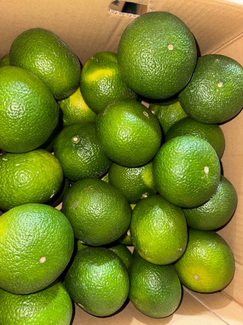 味にハズレなし！見た目を裏切る美味しさ【熊本産スイートスプリングMサイズ約20k