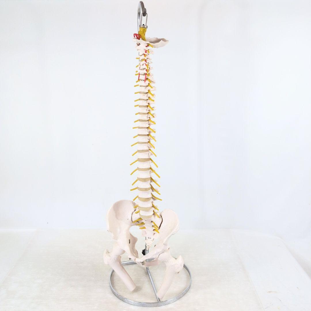 脊椎骨格模型　標本　脊椎 脊柱 背骨 現状品