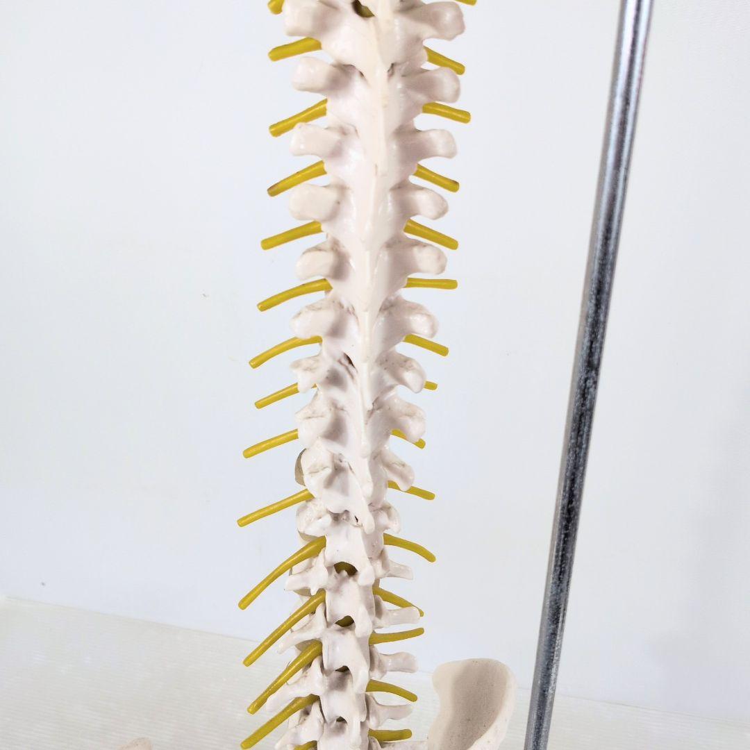 脊椎骨格模型　標本　脊椎 脊柱 背骨 現状品
