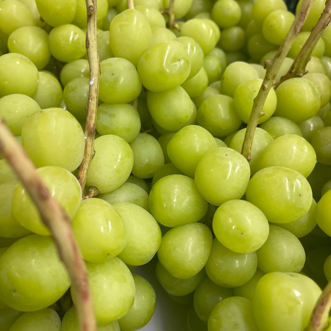 シャインマスカット 房 4キロ ５日発送