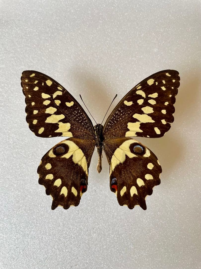 マダガスカルオナシアゲハ（1オス、マダガスカル産）