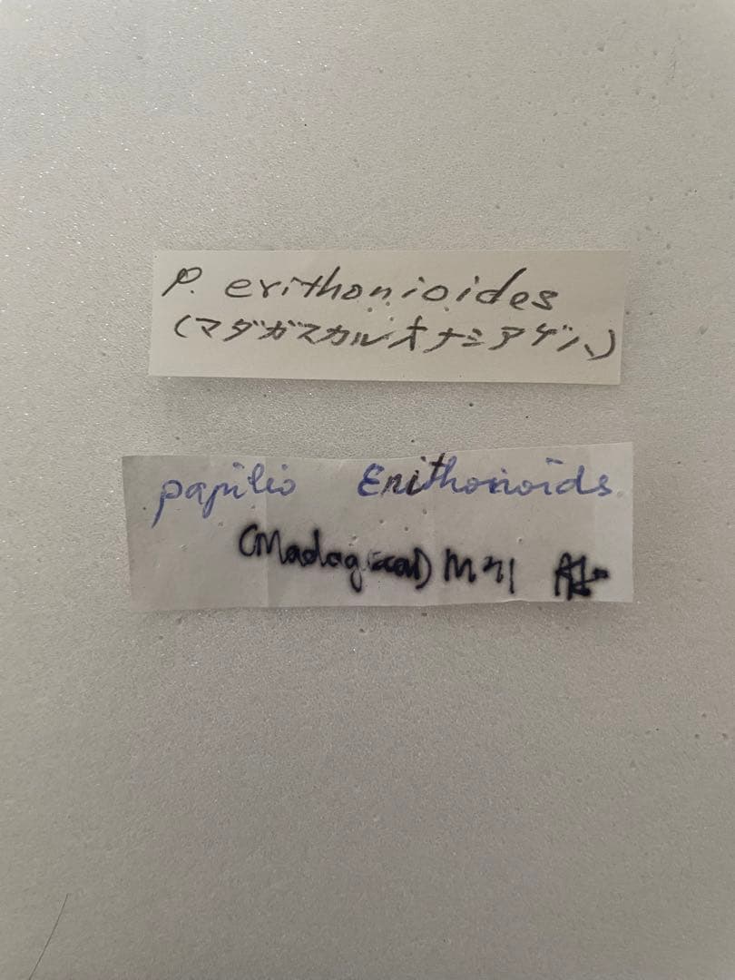 マダガスカルオナシアゲハ（1オス、マダガスカル産）