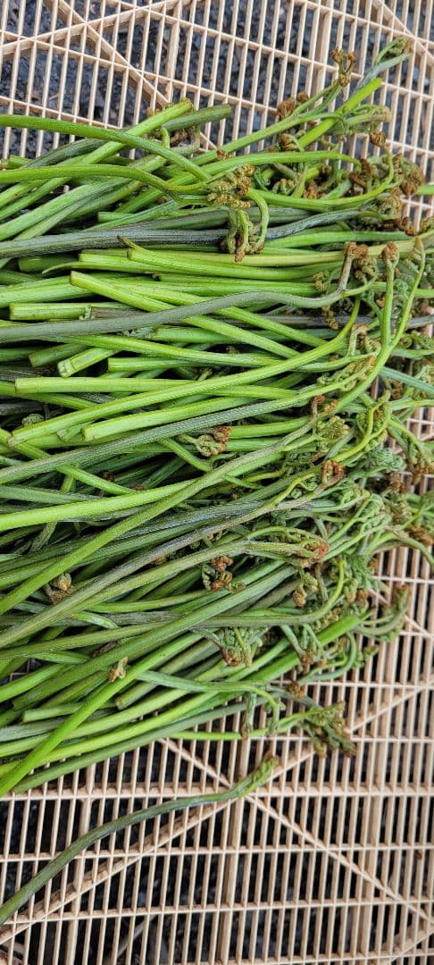 カガさん専用　令和7年岩手県産乾燥わらび　７キロ