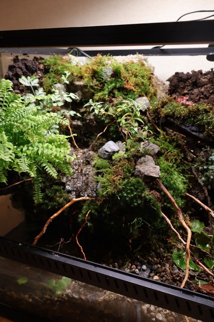 ビバリウム、テラリウム　9045