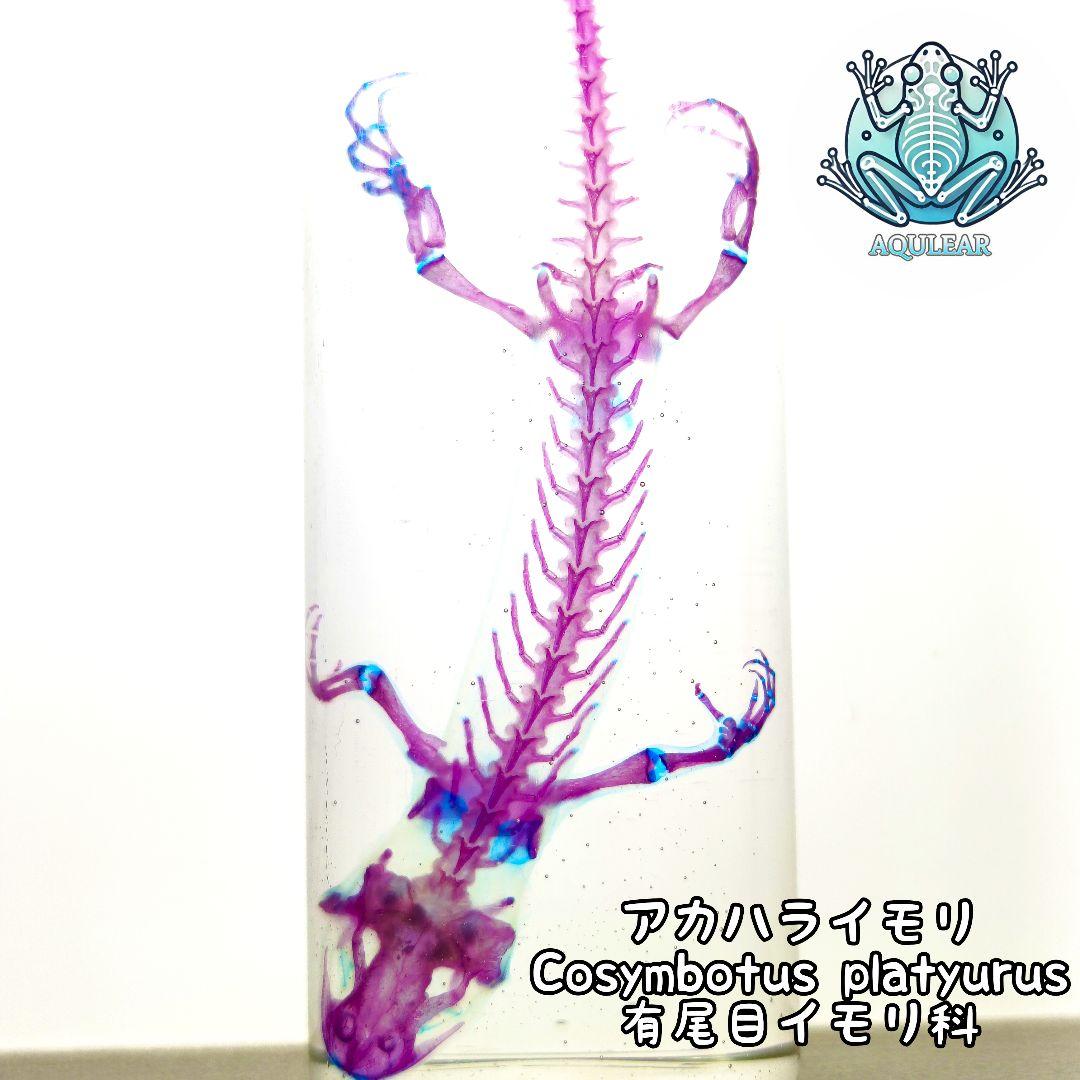 極美品【1点物】アカハライモリ② 8-9cm 50ml