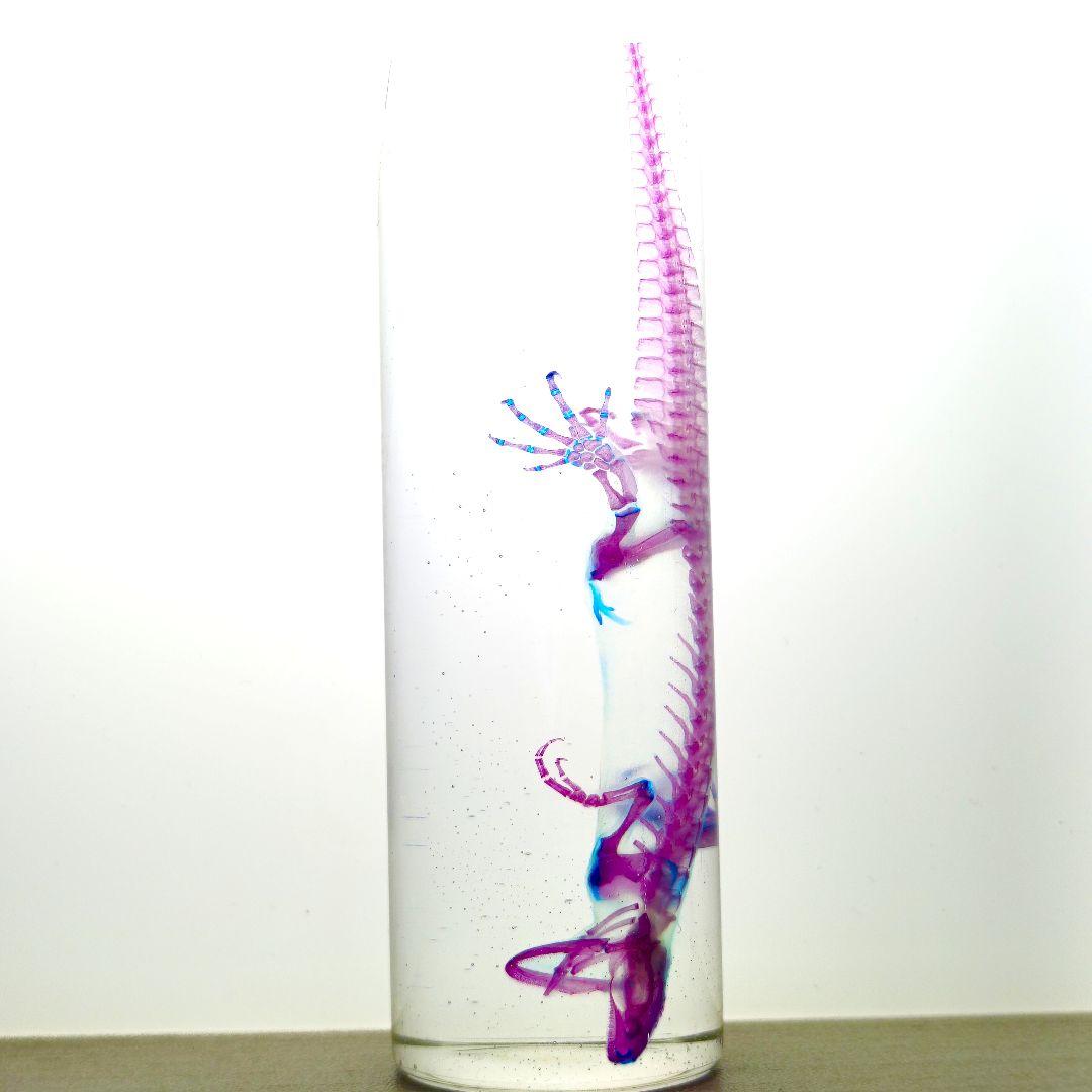 極美品【1点物】アカハライモリ② 8-9cm 50ml