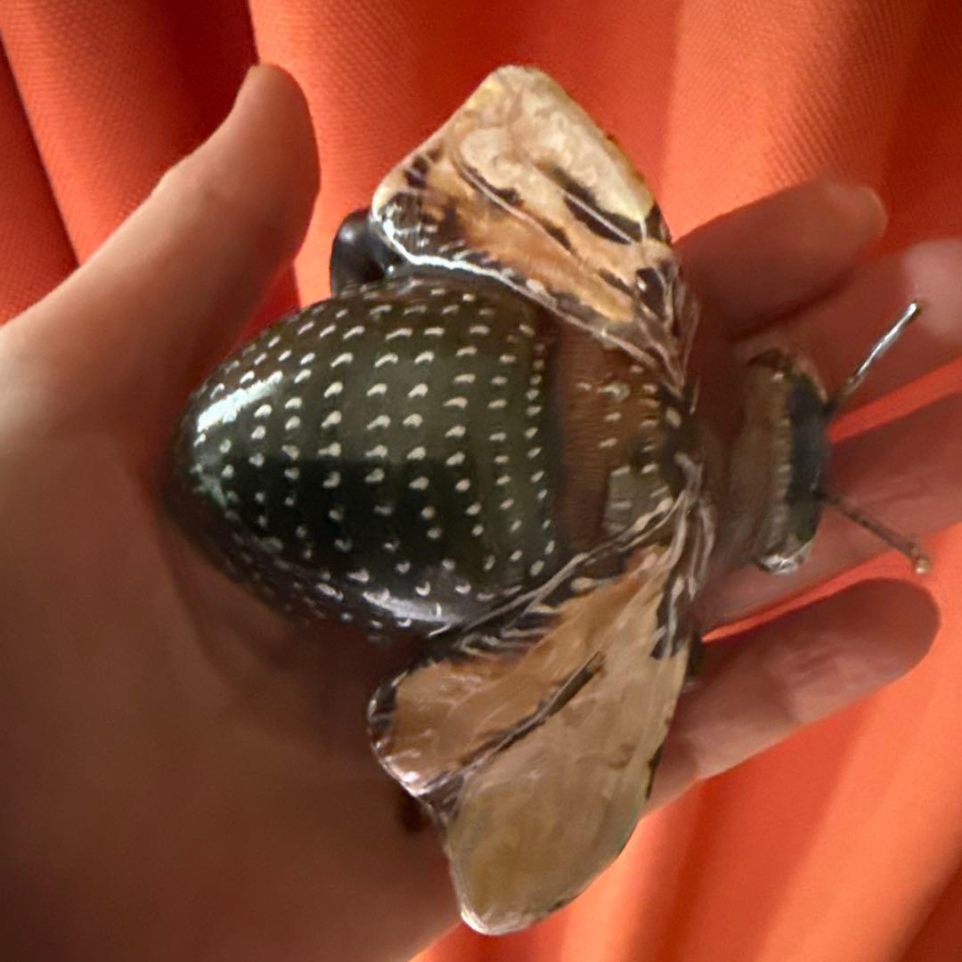 リアルな昆虫標本 手のひらサイズ