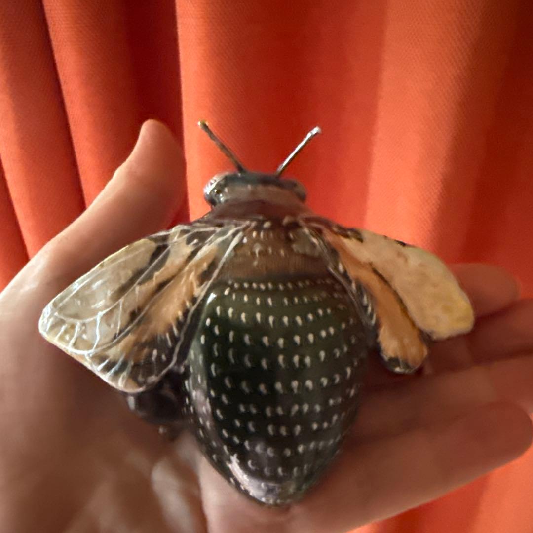 リアルな昆虫標本 手のひらサイズ