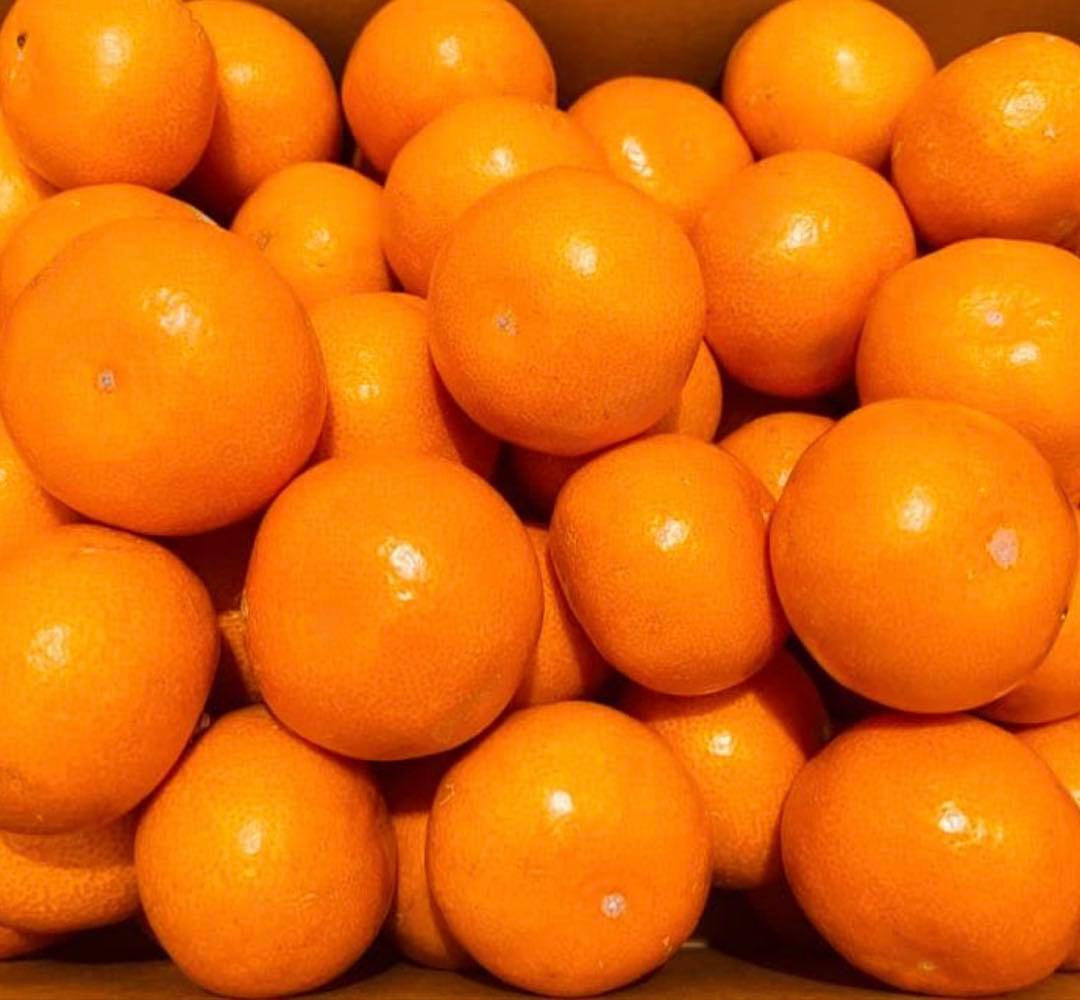 23)数量限定　甘すぎる　有田みかん　果物 　みかん　小玉　旬