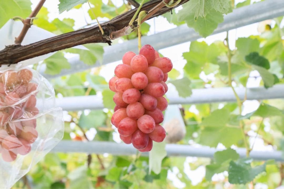 ☆7~8房ぶどうの玉手箱☆4kg（クイーンルージュ．紅環）