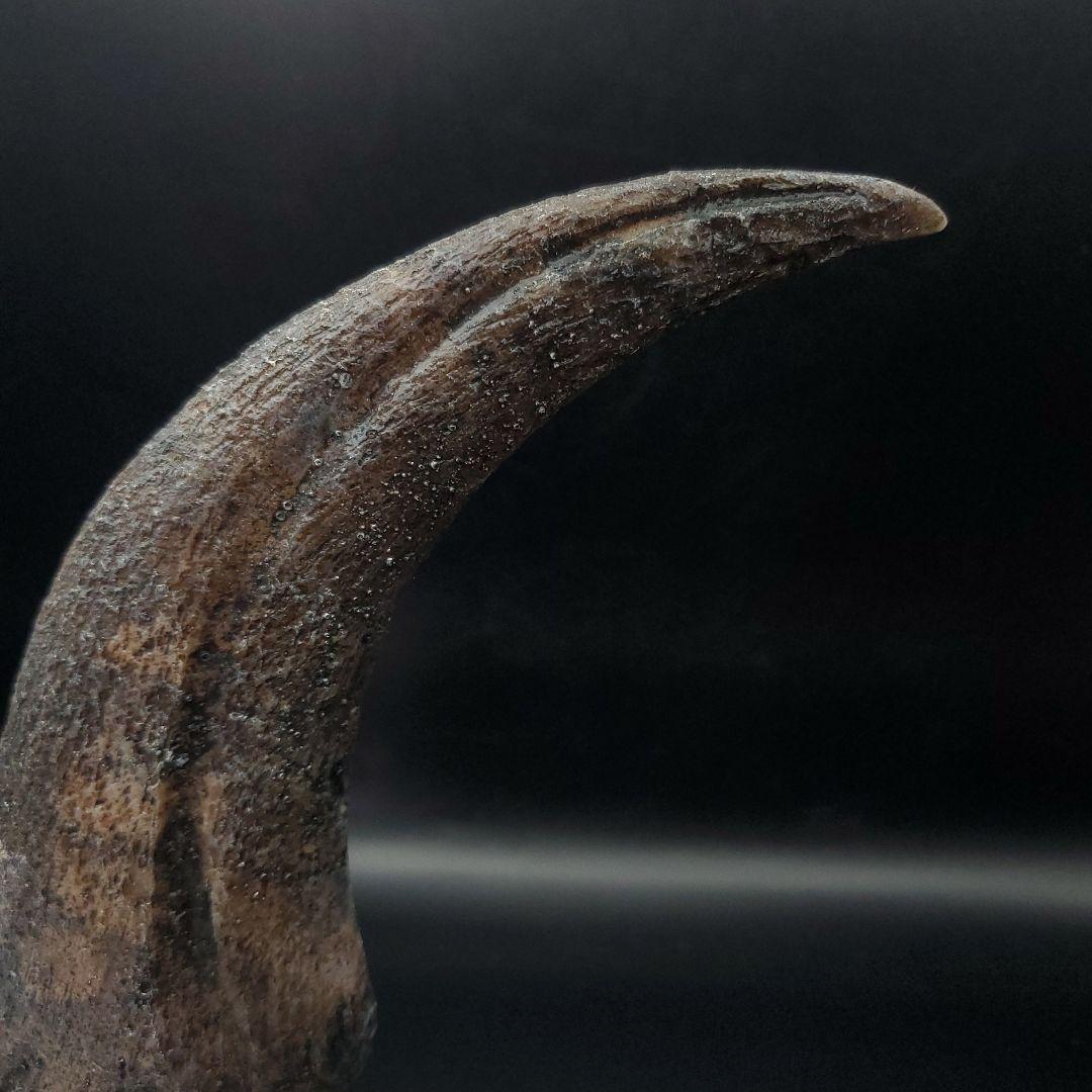 スピノサウルス 爪 レプリカ 178.54mm spr1