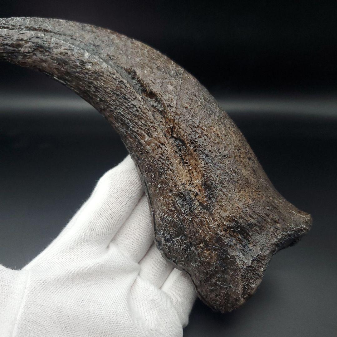スピノサウルス 爪 レプリカ 178.54mm spr1