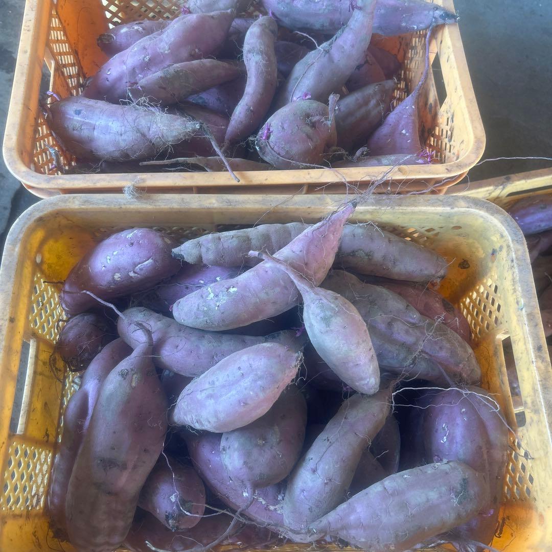 茨城県産紅はるか完熟生芋15キロ