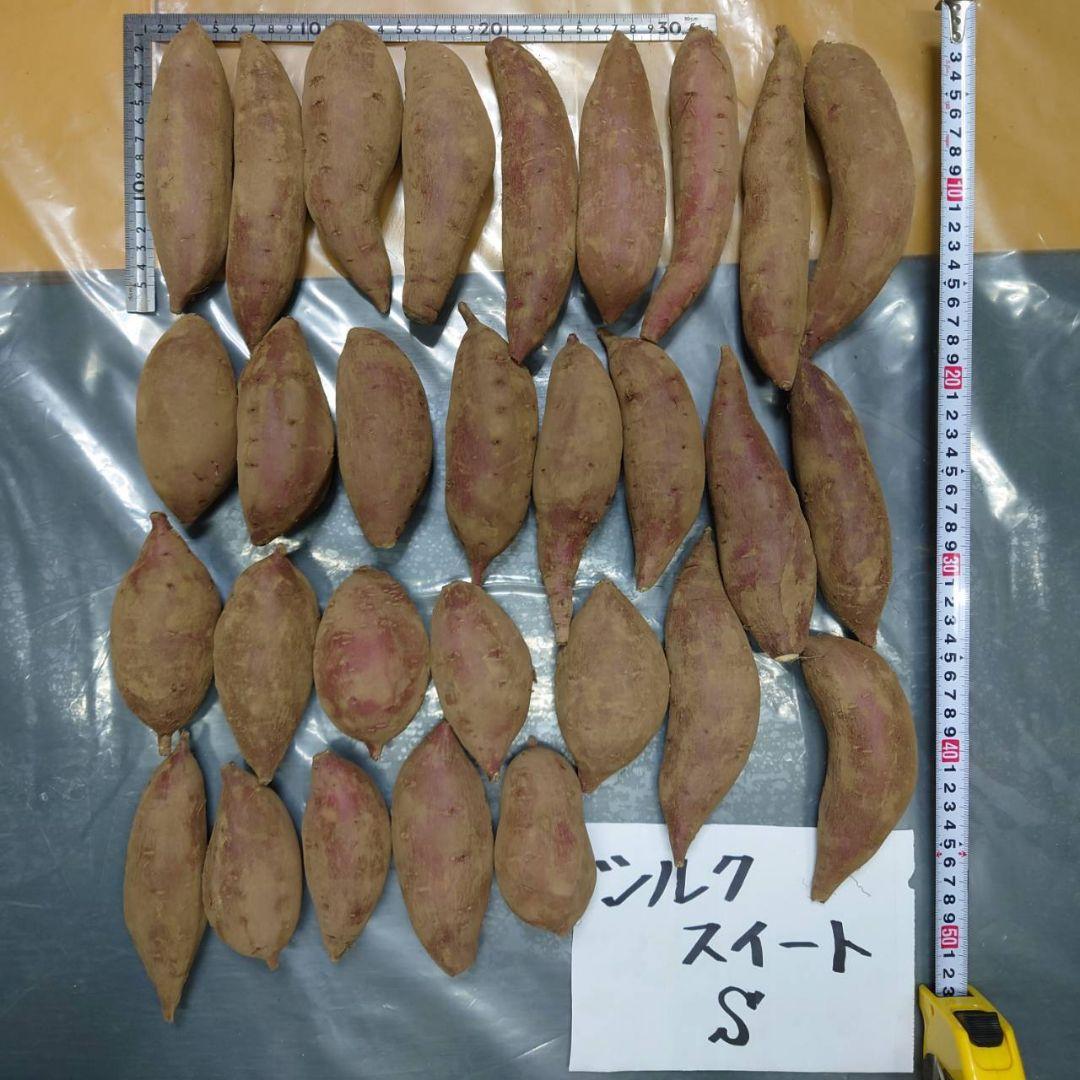 シルクスイート 20kg(箱込) S(約100g～200g) 茨城県産