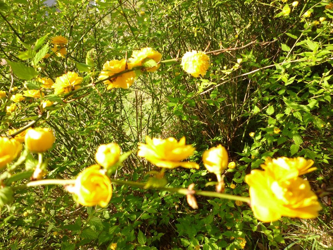 安心の日本みつばち 芳醇糖度80・81％ 優良品 非加熱 春はちみつ1,100ｇ