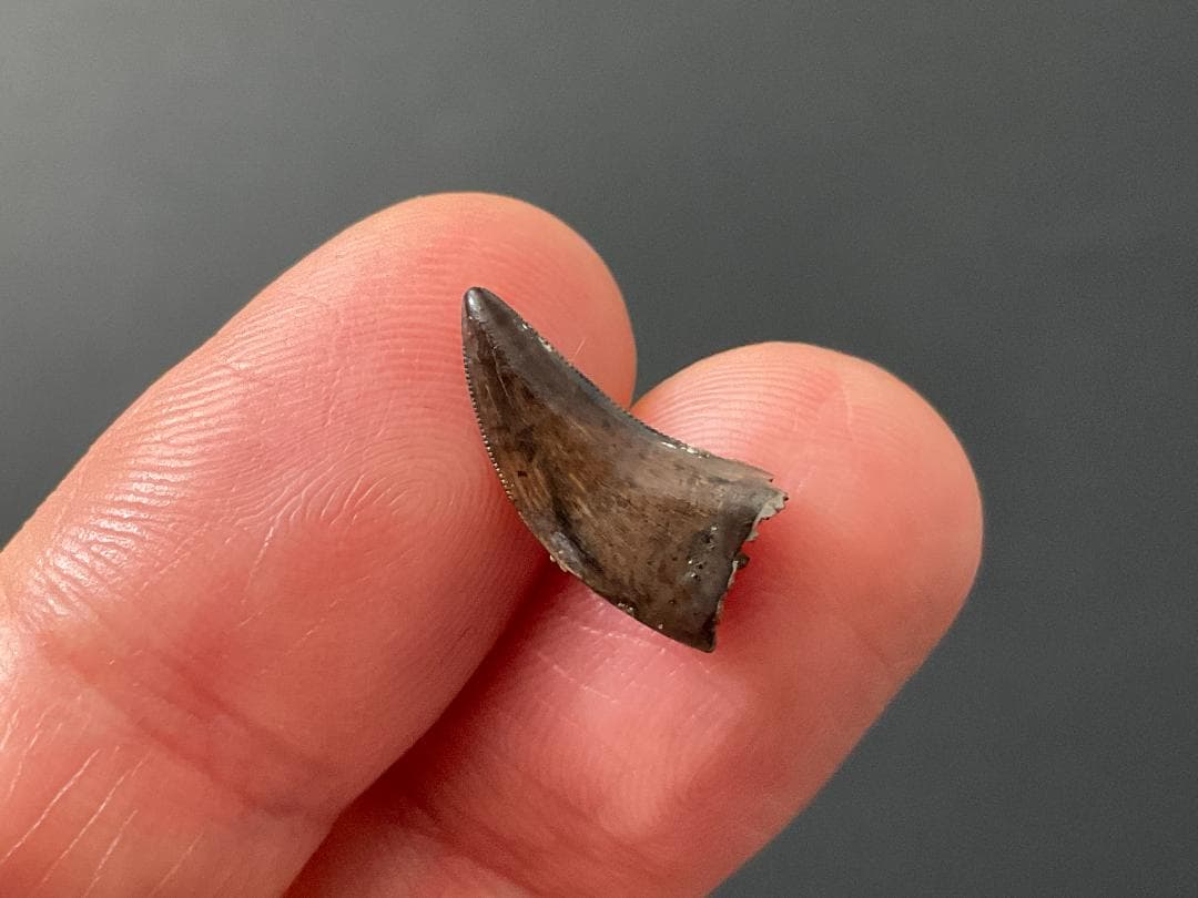 恐竜の歯 ティラノサウルス [DS411] 化石 希少 レア