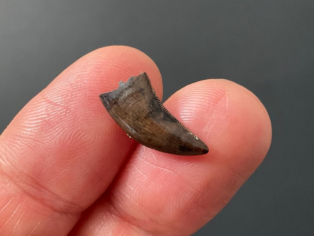 恐竜の歯 ティラノサウルス [DS411] 化石 希少 レア