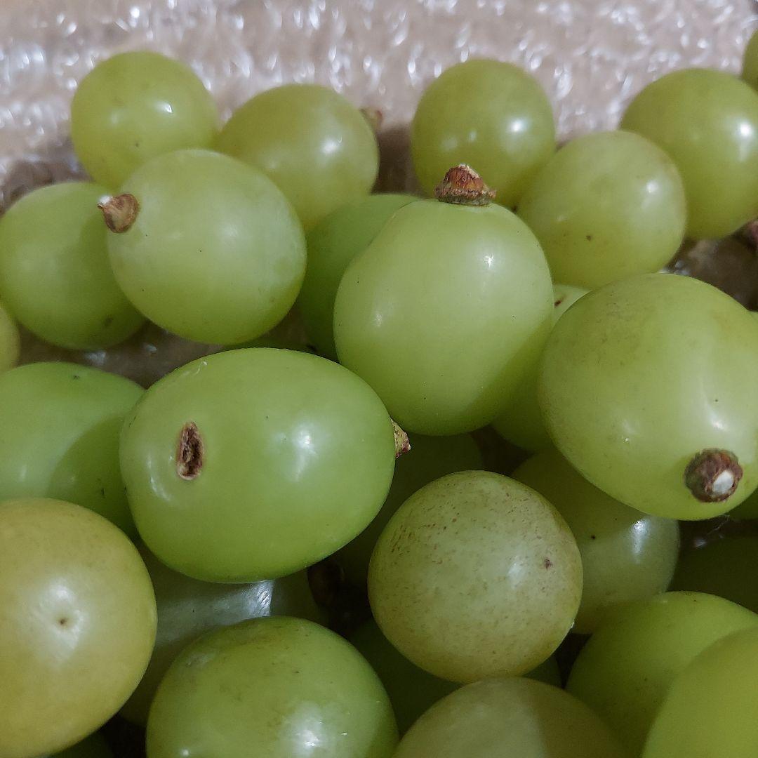 6箱　シャインマスカット　粒　コンパクト　家庭用　山梨県産