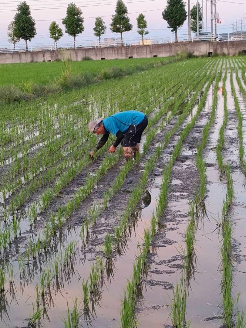 Chiicoさん専用です　令和5年度　20キロ自然栽培米　岡山倉敷