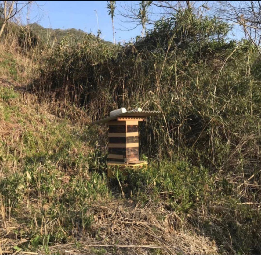 ドルガ リピ割適用 日本ミツバチ生はちみつ ジェラート風2瓶 とろとろ1瓶