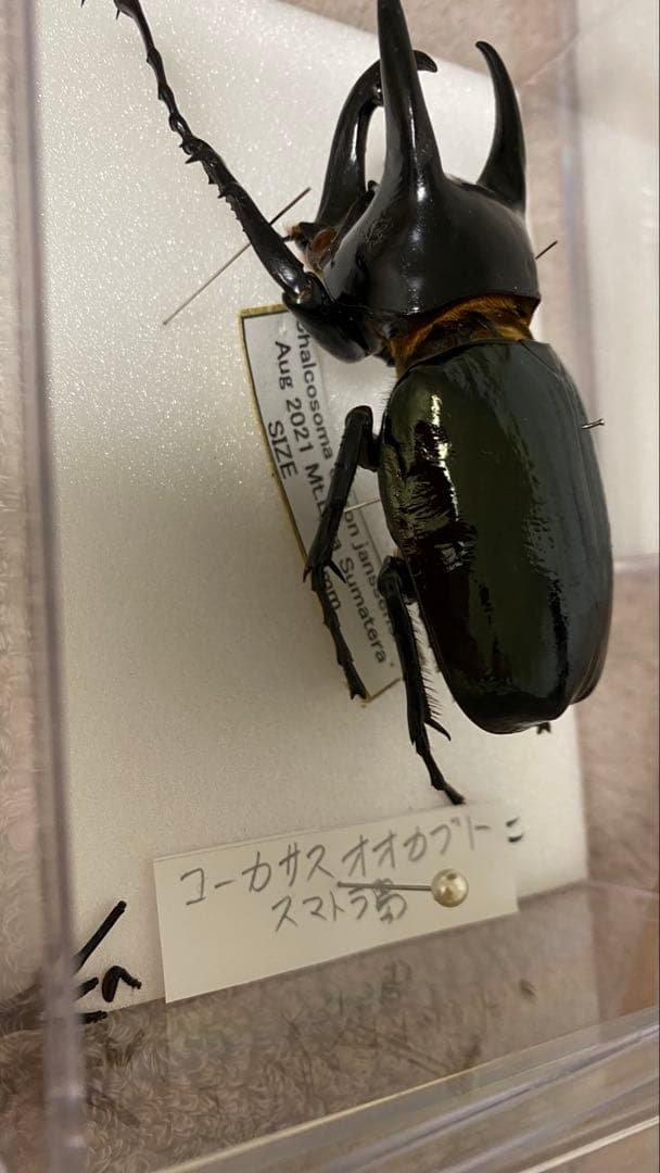 プレゼント　甲虫　オオカブト　クワガタ　標本