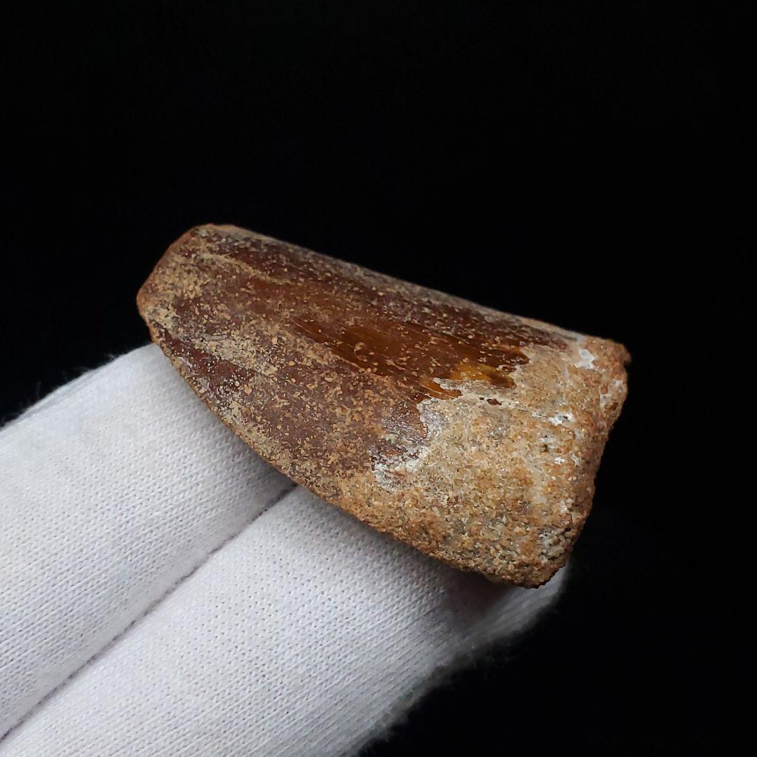 カルカロドントサウルス 歯 化石 本物 モロッコ産 38.49mm  fca17