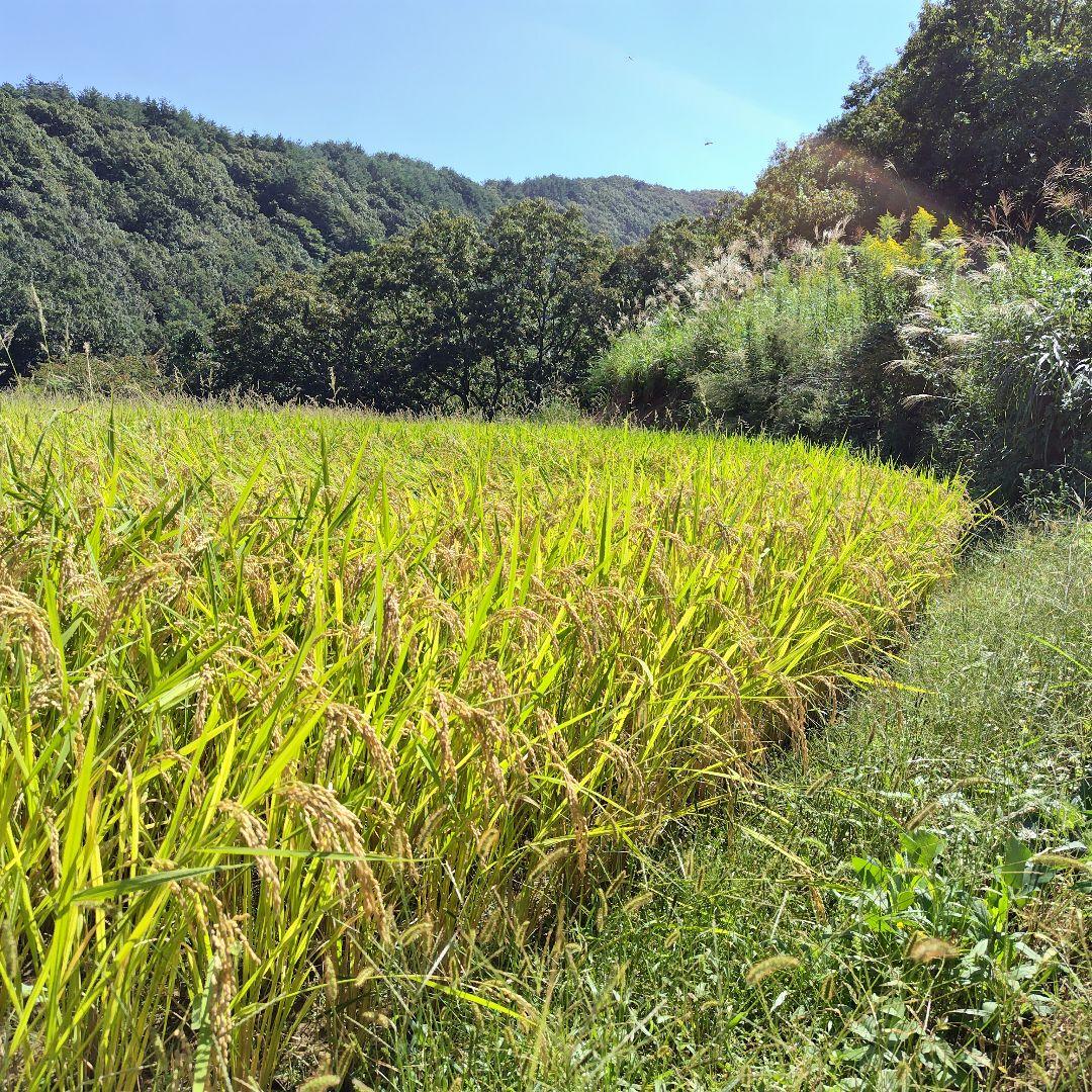 限定 標高600m一番湧水で育った農薬不使用 玄米2025年大分県産直送30kg
