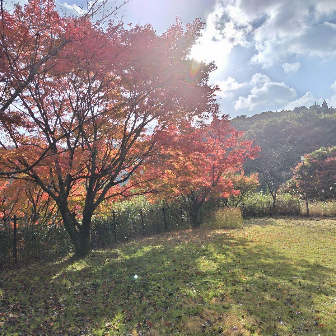 限定 標高600m一番湧水で育った農薬不使用 玄米2025年大分県産直送30kg