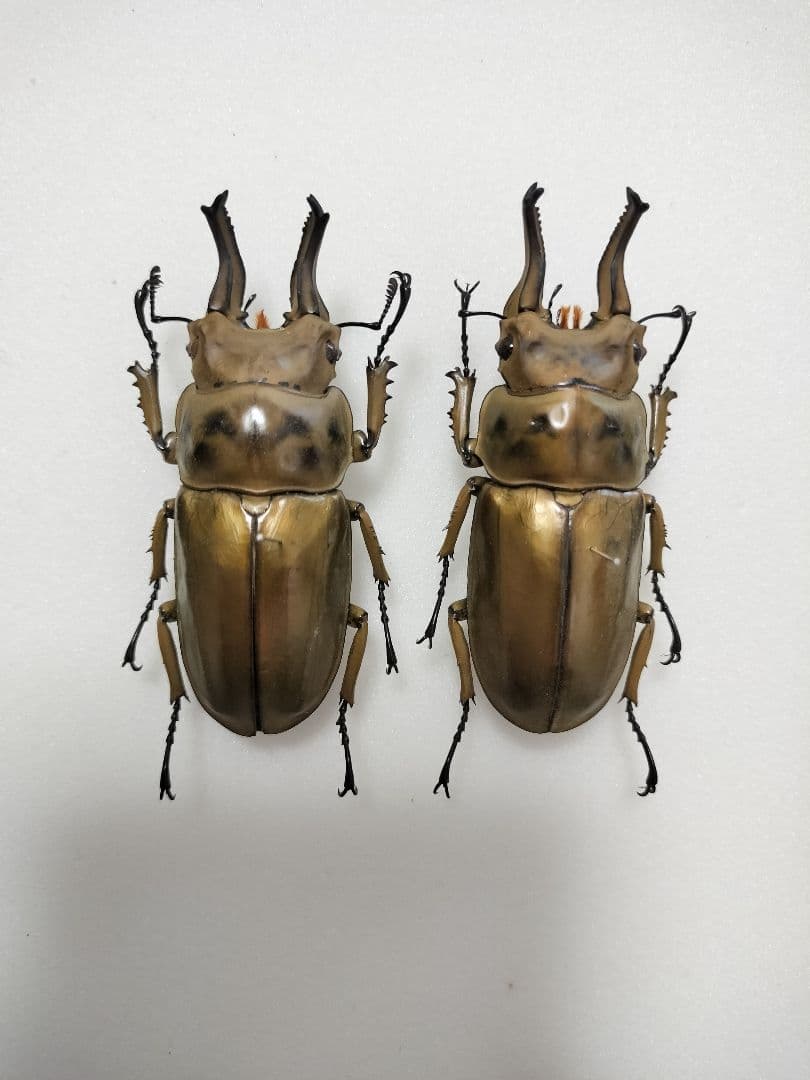 大型オウゴンオニクワガタ標本 2♂セット