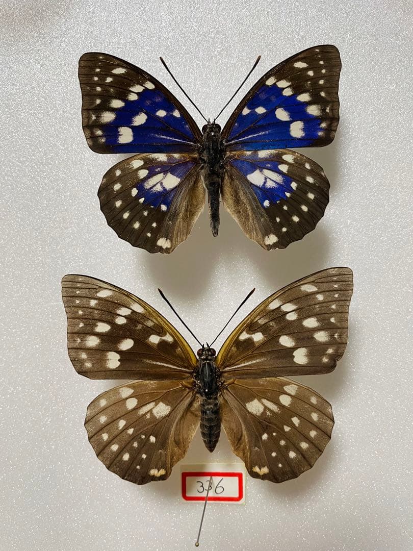 【ペア】モルフォオオムラサキ（滋賀県産）